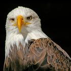 Weisskopfseeadler im Wildfreigehege Hellental