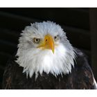 Weißkopfseeadler im Wildfreigehege Hellenthal