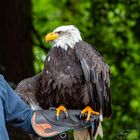 Weißkopfseeadler im Wildpark Schwarze Berge