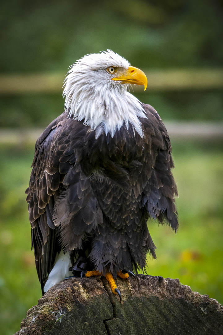 Weißkopfseeadler im Wisentgehege Springe