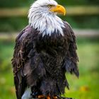 Weißkopfseeadler im Wisentgehege Springe