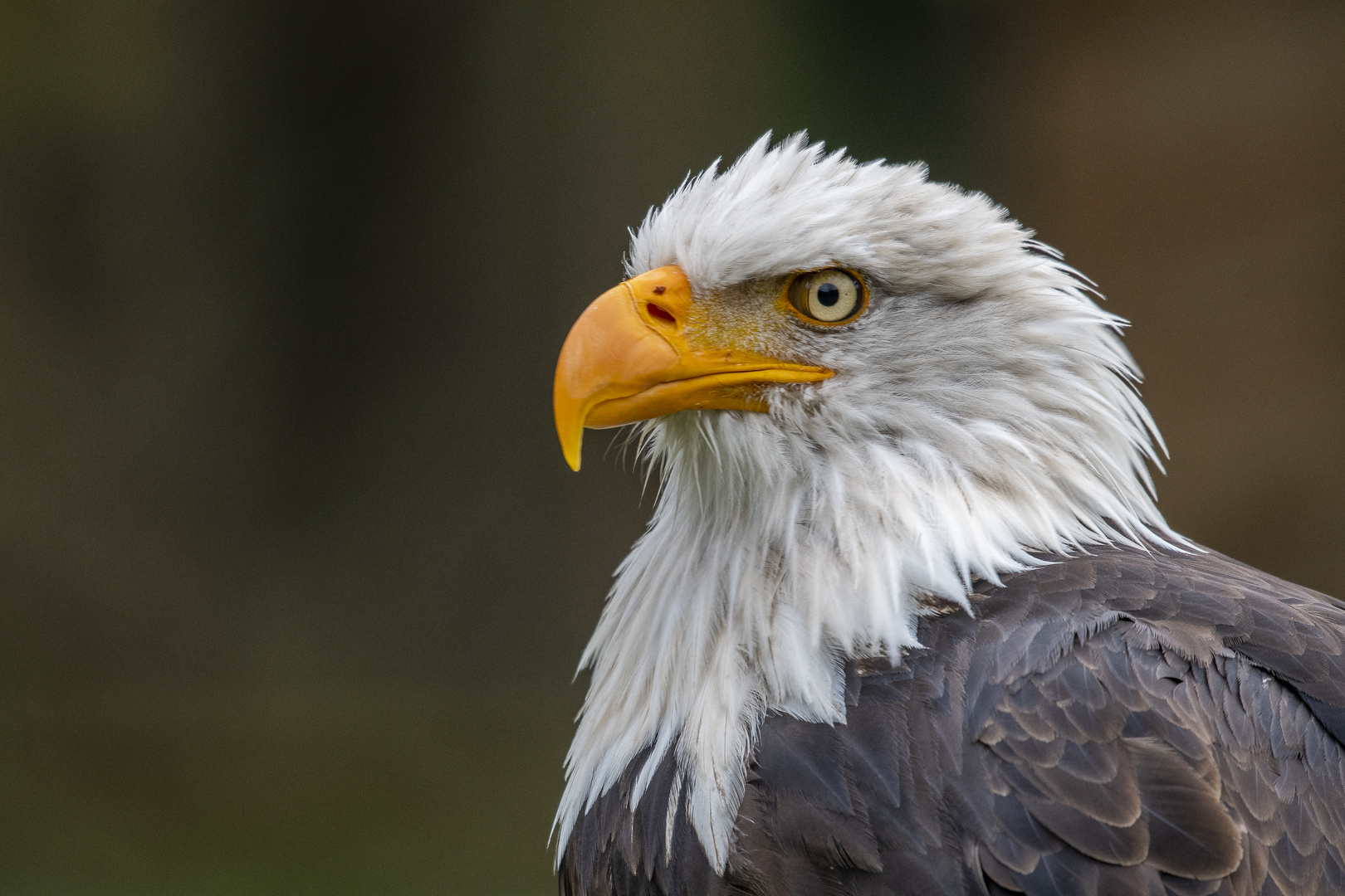 Weißkopfseeadler im Wisentgehege Springe