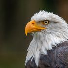 Weißkopfseeadler im Wisentgehege Springe