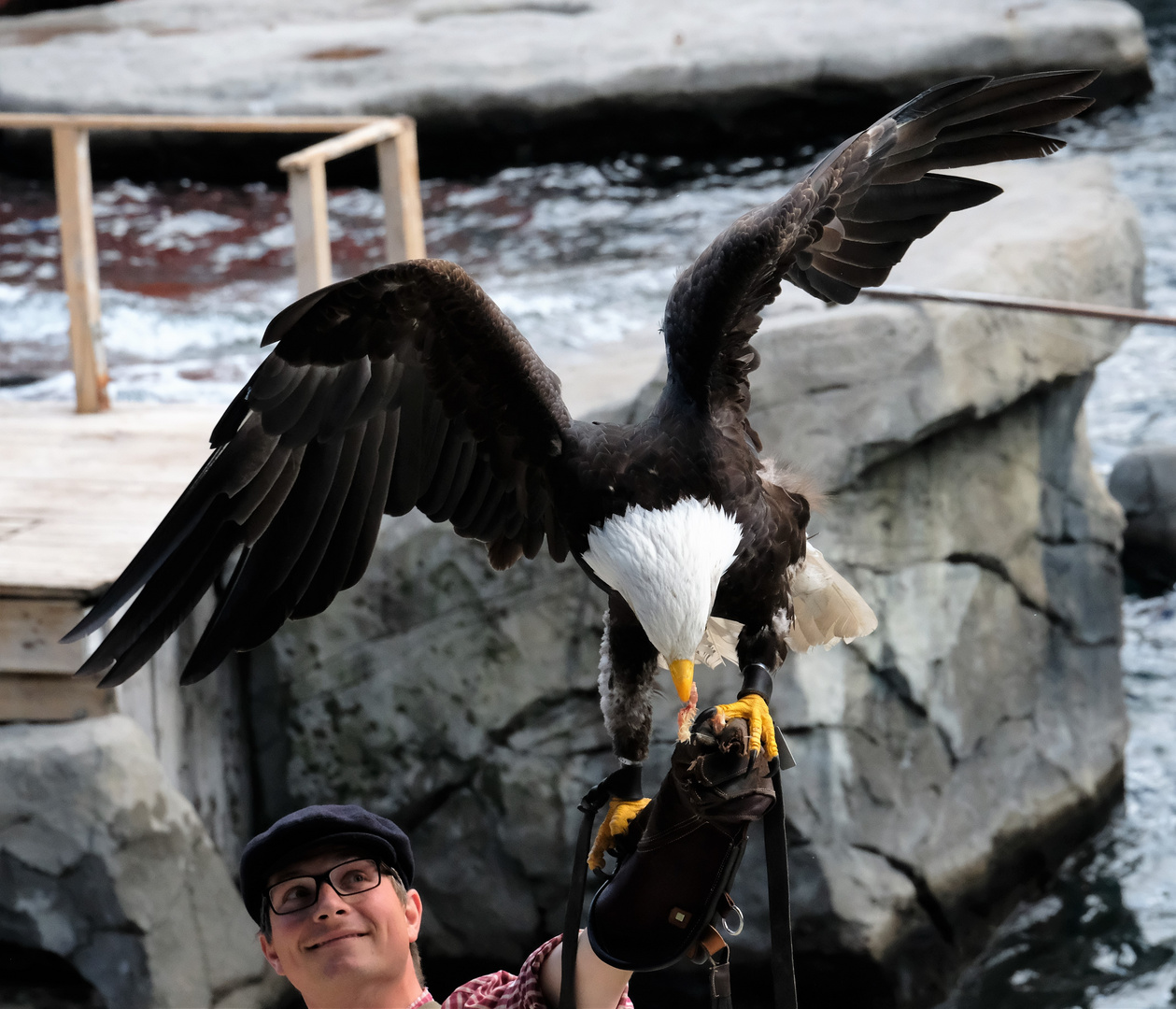 Weißkopfseeadler im Zoo-Hannover