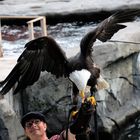 Weißkopfseeadler im Zoo-Hannover