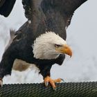 Weißkopfseeadler in Aktion