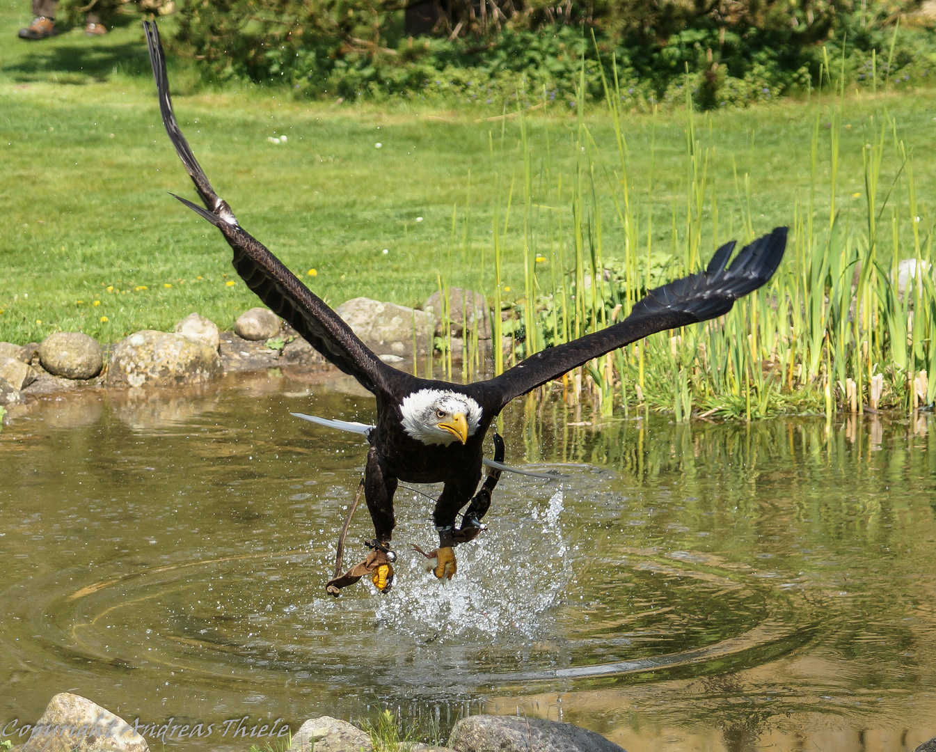 Weißkopfseeadler in Aktion