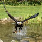 Weißkopfseeadler in Aktion