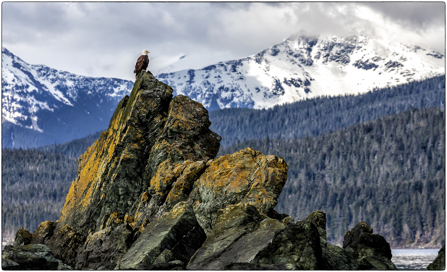 Weißkopfseeadler in Alaska