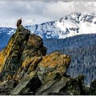 Weißkopfseeadler in Alaska