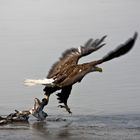 Weisskopfseeadler in Alaska