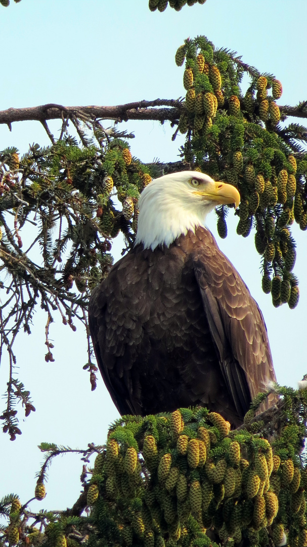 Weißkopfseeadler in Alaska