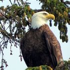 Weißkopfseeadler in Alaska