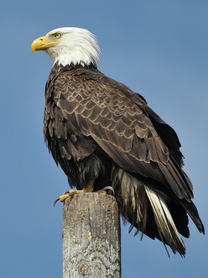 Weißkopfseeadler in Alaska