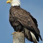 Weißkopfseeadler in Alaska