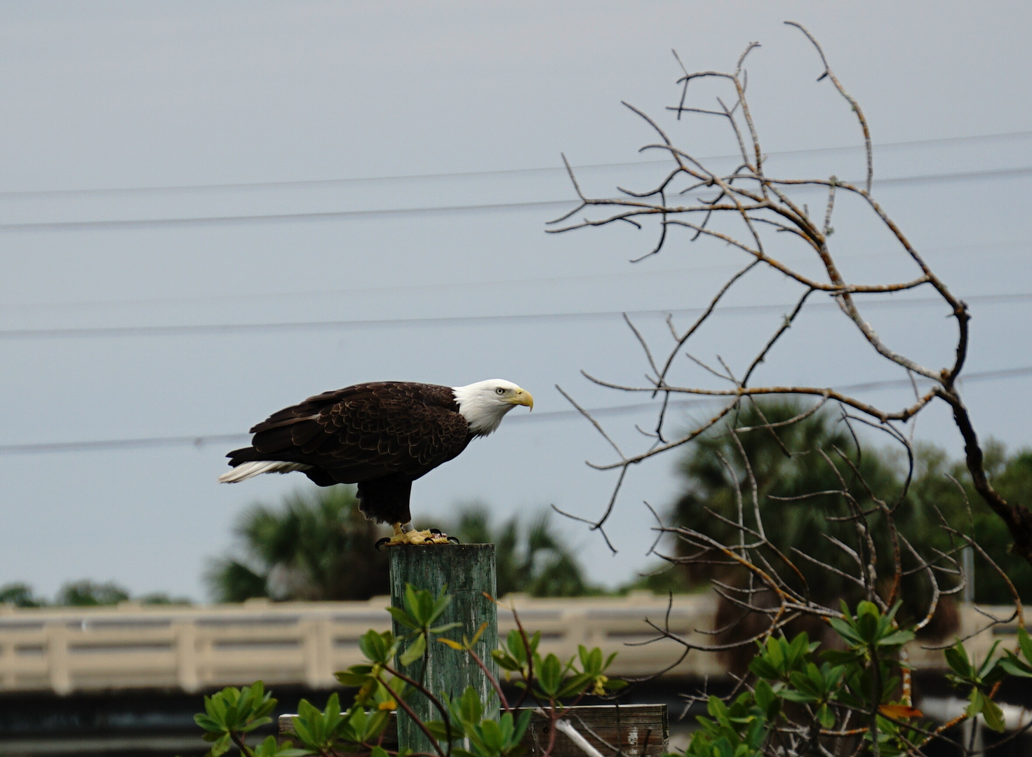 Weißkopfseeadler in den Loverkeys (Florida)