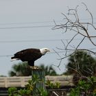 Weißkopfseeadler in den Loverkeys (Florida)