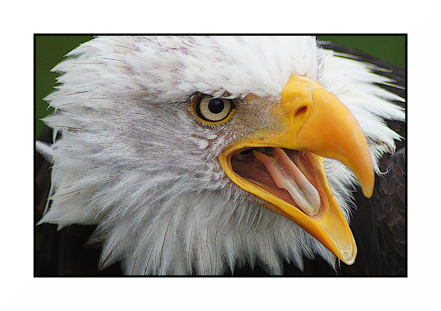 Weißkopfseeadler in der Adlerwarte Berlebeck