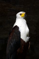 Weisskopfseeadler in der Burg Gutenberg