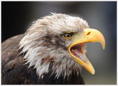 Weißkopfseeadler in der Eifel zuhause