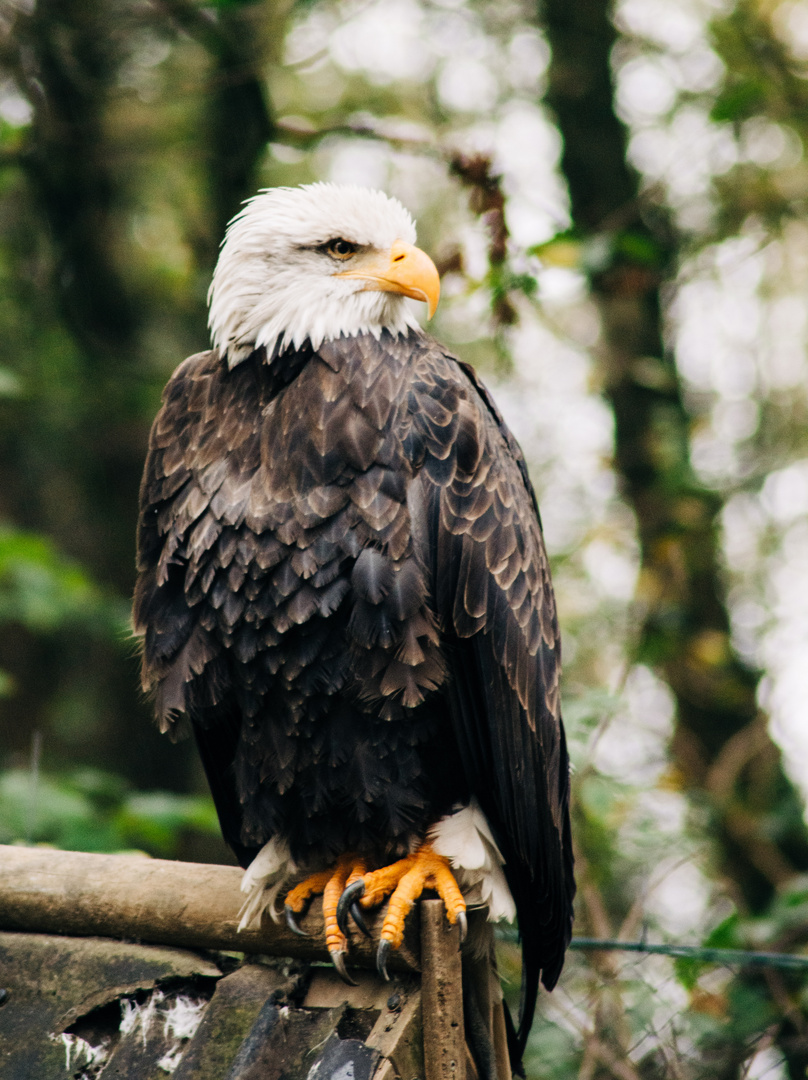 Weisskopfseeadler in der Falknerei