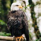 Weisskopfseeadler in der Falknerei