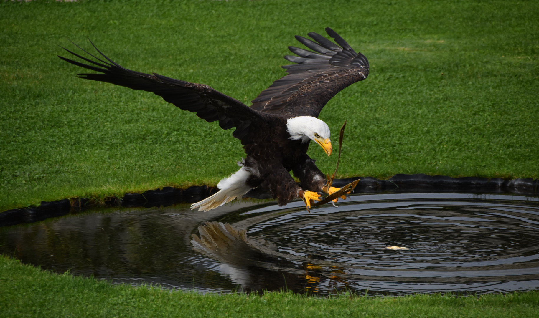 Weißkopfseeadler in der Falknerei Landskron in Kärnten