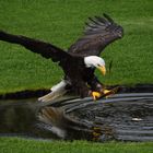 Weißkopfseeadler in der Falknerei Landskron in Kärnten