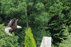 Weißkopfseeadler in der Falknerei Wunsiedel