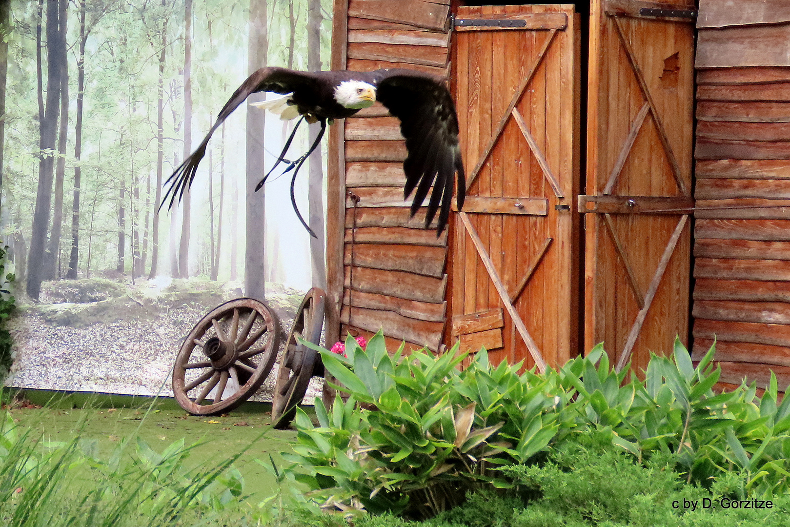 Weißkopfseeadler in der Flugshow im Tierpark Berlin !