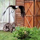 Weißkopfseeadler in der Flugshow im Tierpark Berlin !