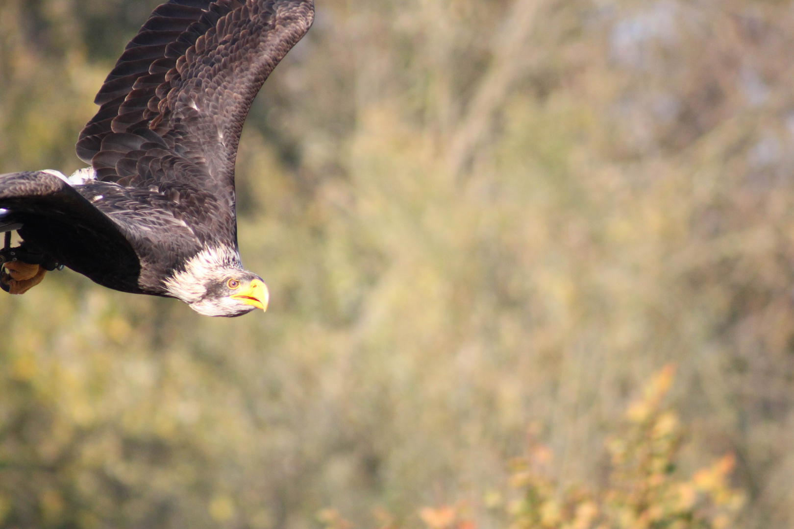 Weißkopfseeadler in der Gaia-Arena