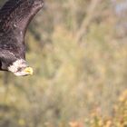 Weißkopfseeadler in der Gaia-Arena