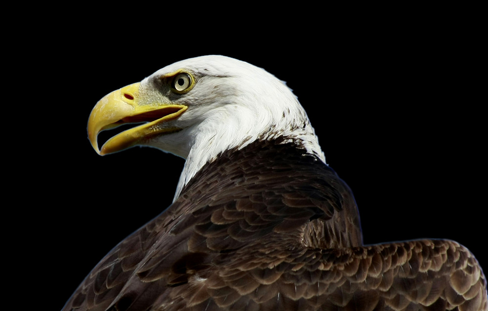 Weißkopfseeadler In France