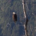 Weißkopfseeadler in Haines/Alaska