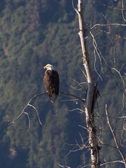 Weißkopfseeadler in Haines/Alaska