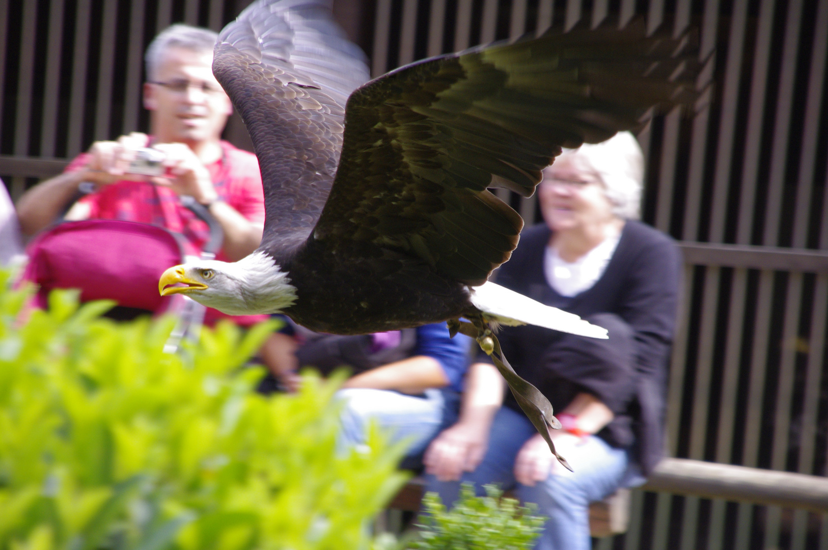 Weißkopfseeadler in Hellental