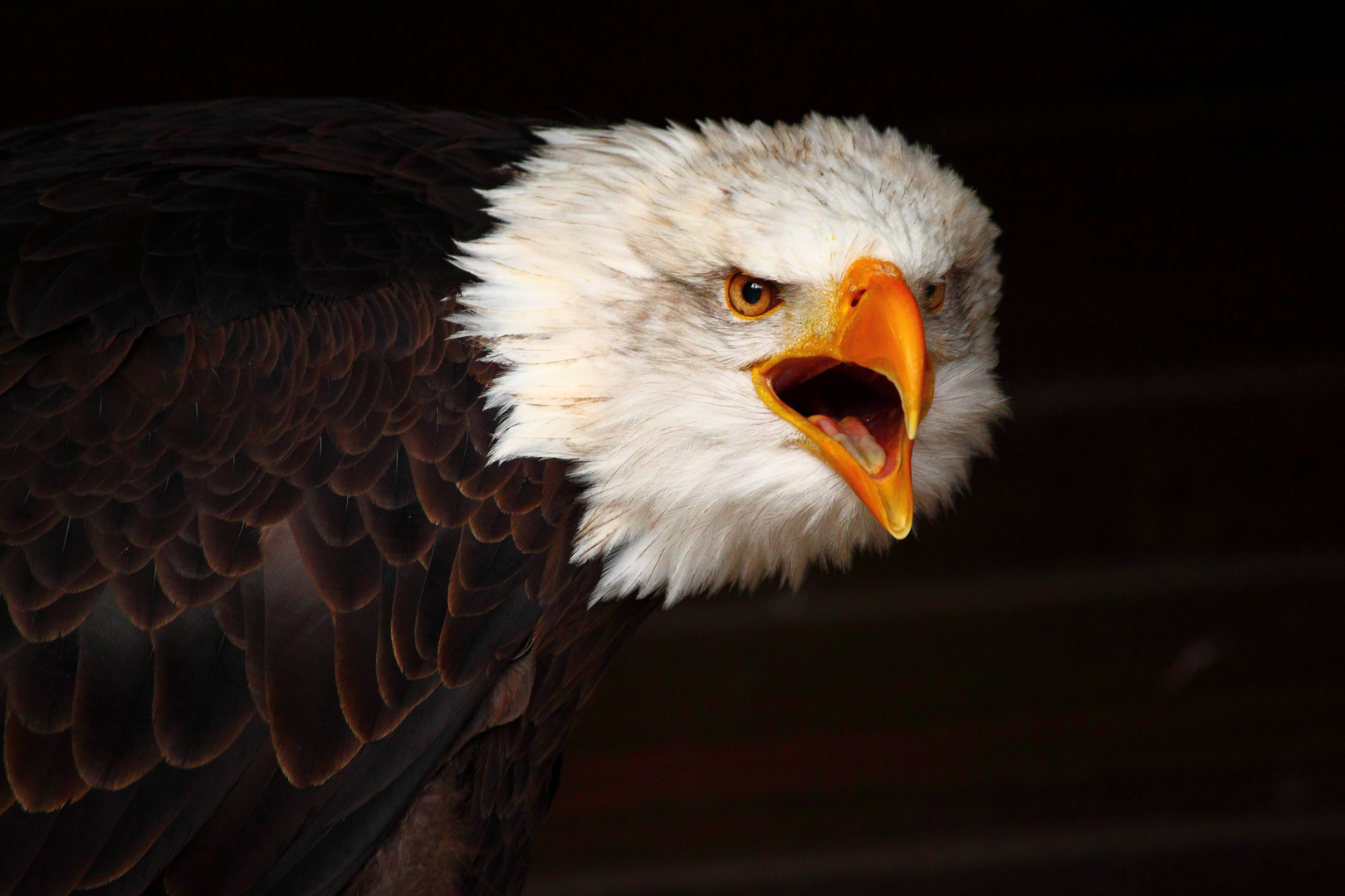 Weißkopfseeadler in Hellenthal