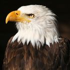 Weißkopfseeadler in Hellenthal!