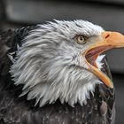 Weißkopfseeadler / In Hellenthal fotografiert