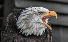 Weißkopfseeadler / In Hellenthal fotografiert