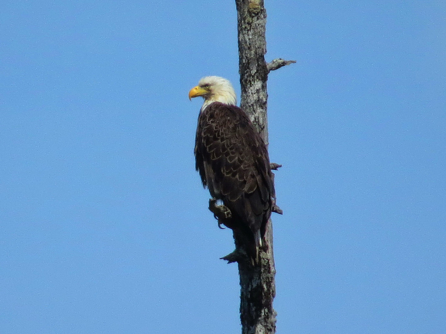 Weißkopfseeadler in Kanada