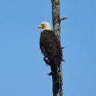 Weißkopfseeadler in Kanada