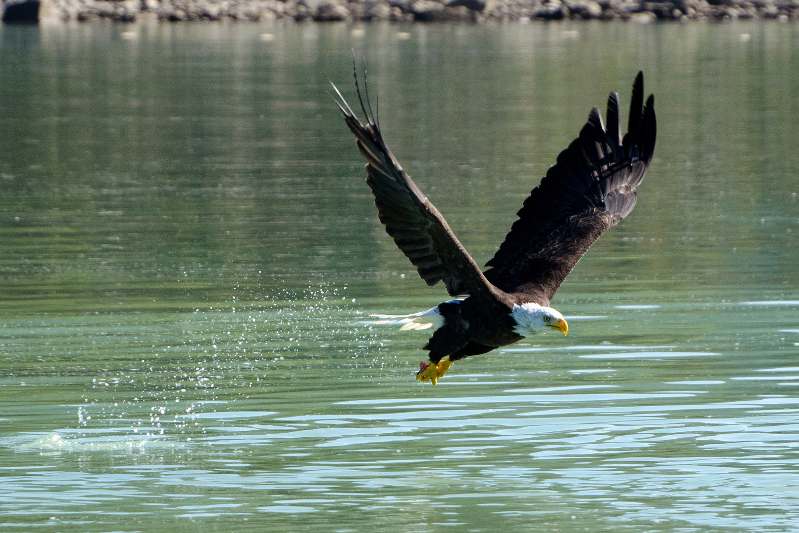 Weißkopfseeadler in Kanada auf Beutefang