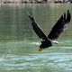 Weikopfseeadler in Kanada auf Beutefang