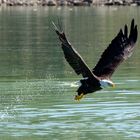 Weißkopfseeadler in Kanada auf Beutefang