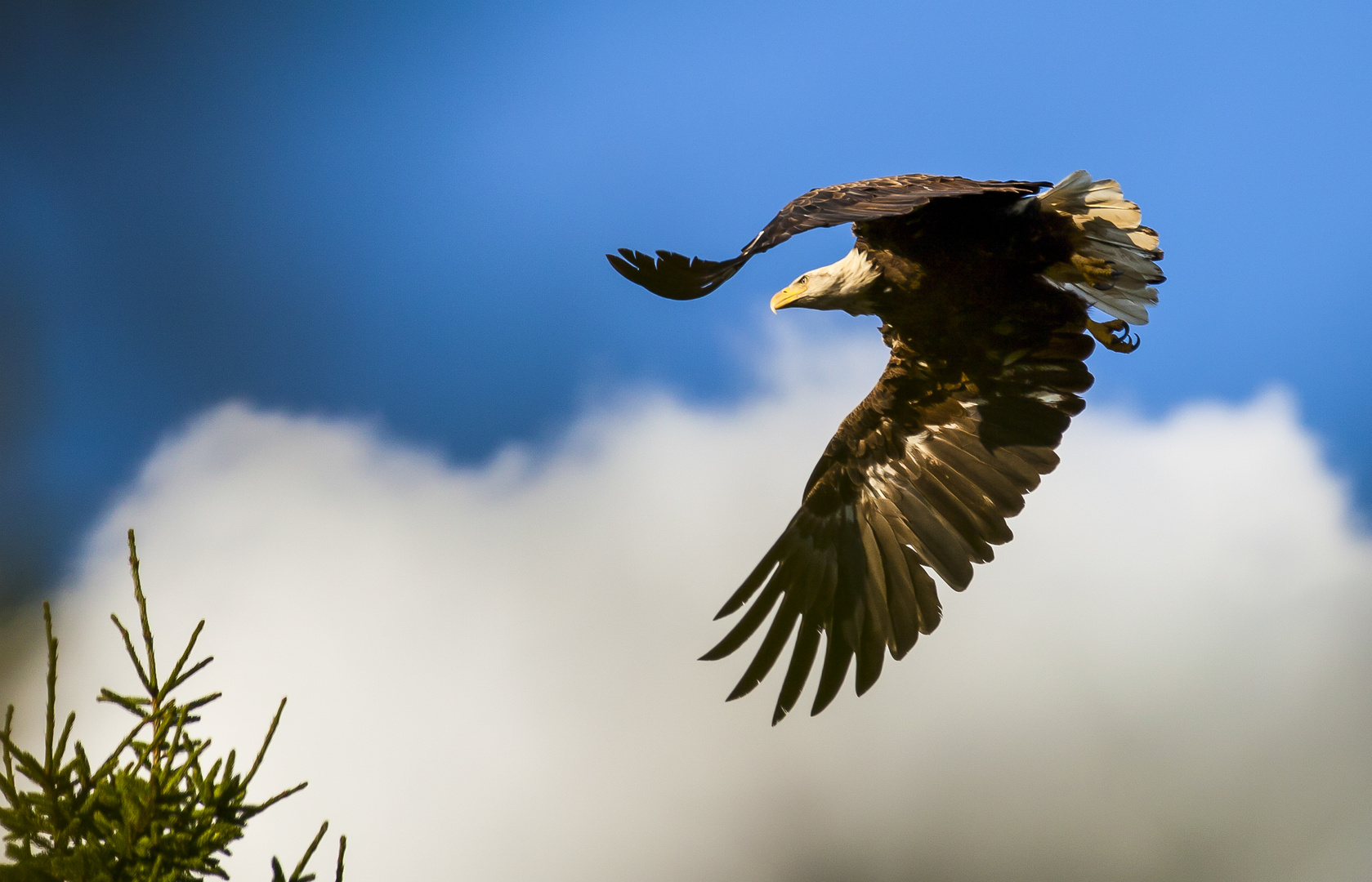 Weisskopfseeadler in Maine, USA