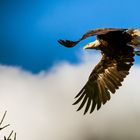 Weisskopfseeadler in Maine, USA