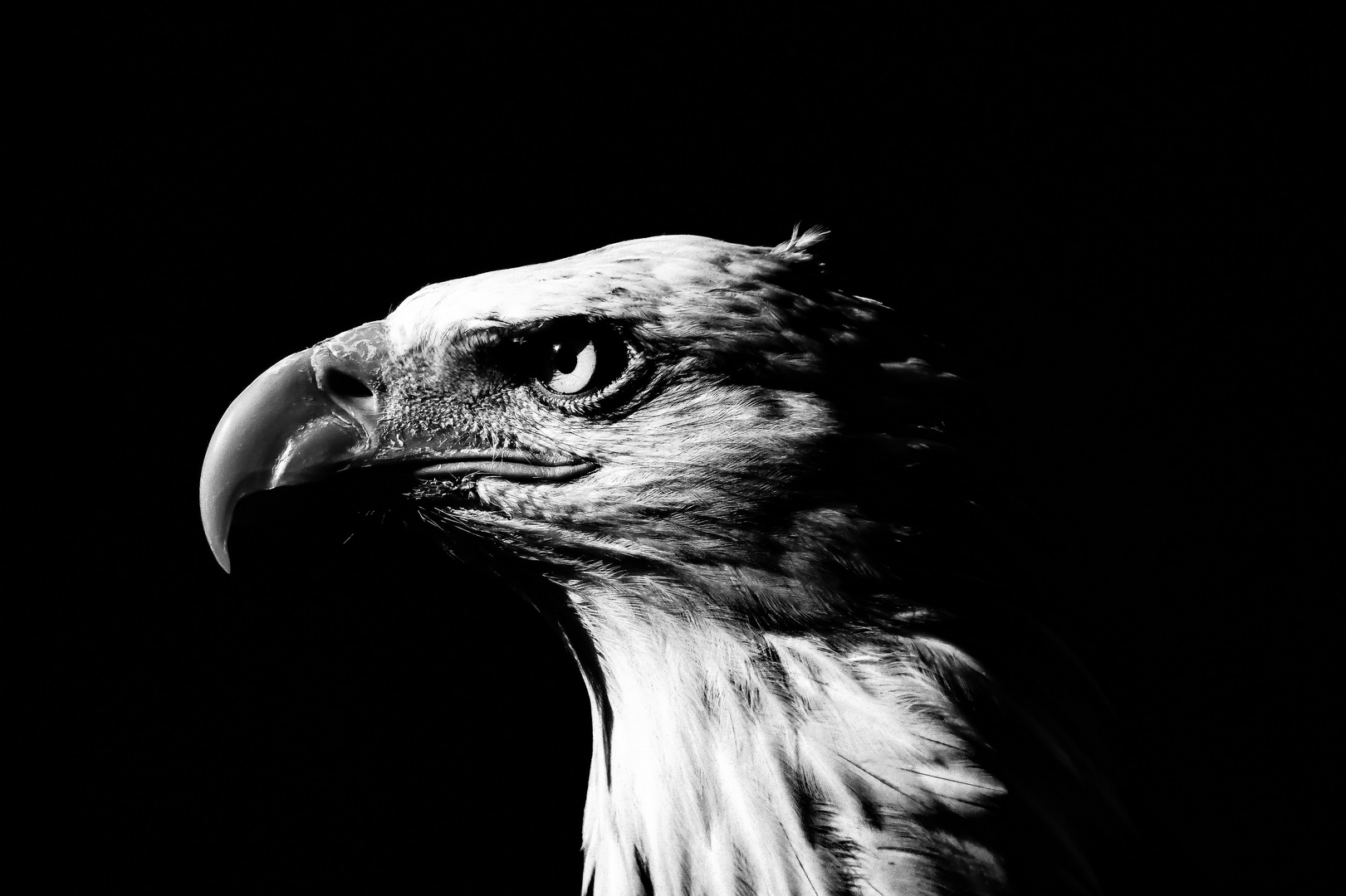 Weißkopfseeadler in schwarzweiß