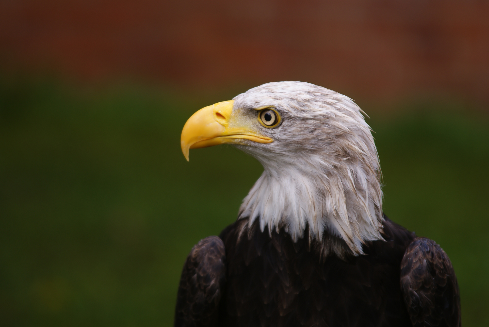 Weißkopfseeadler in Staufen